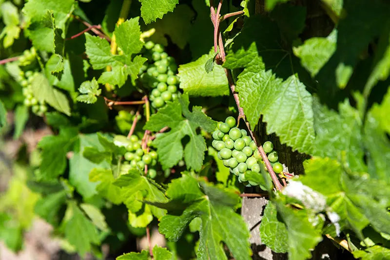 Green grapes on a vine